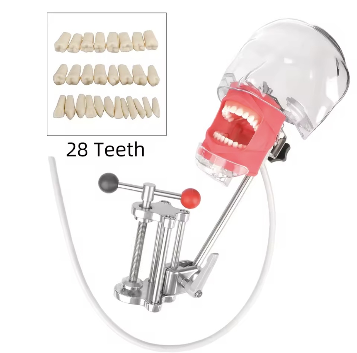 28 Teeth Dental Trainer Model