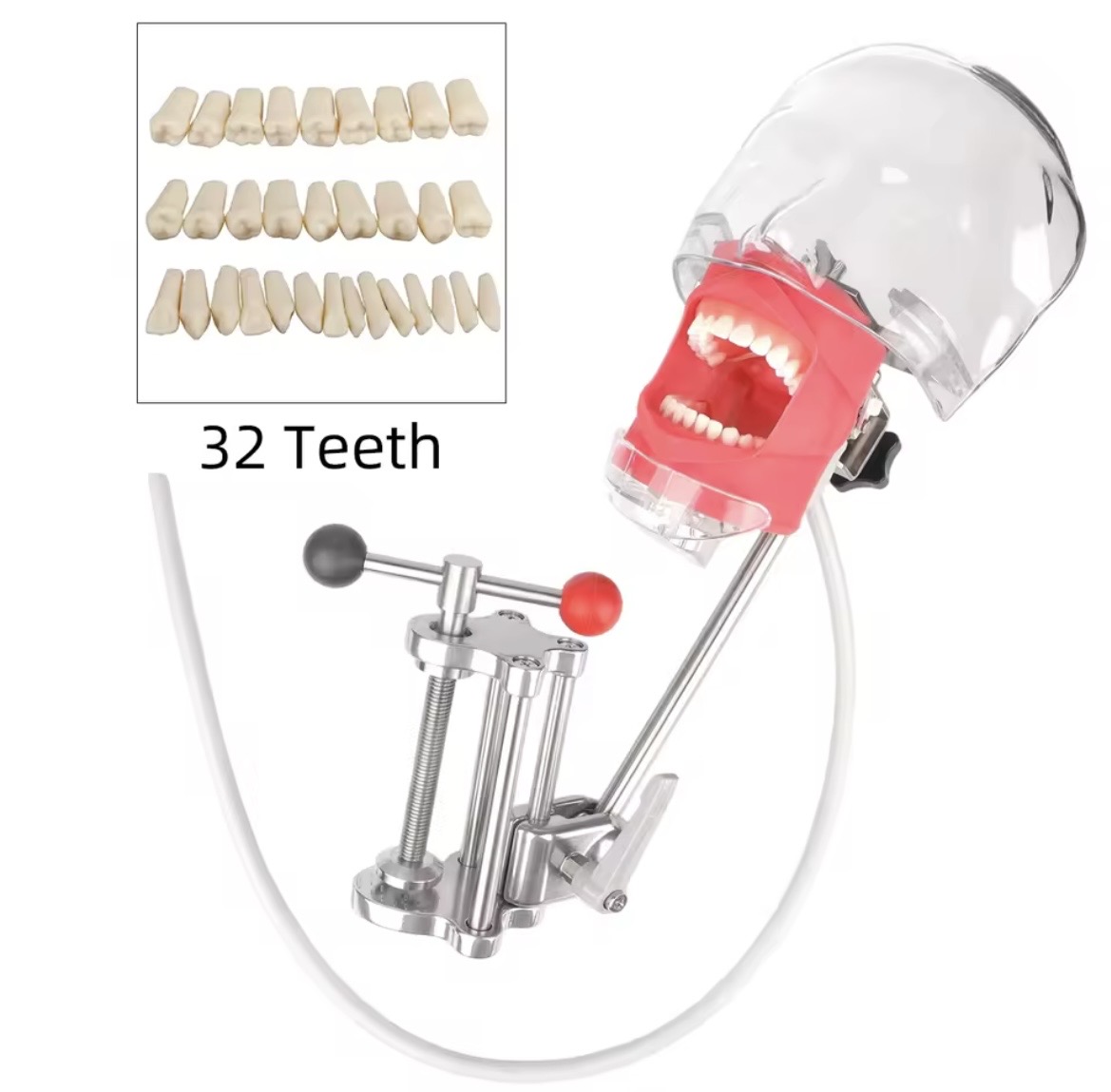 32 Teeth Dental Trainer Model