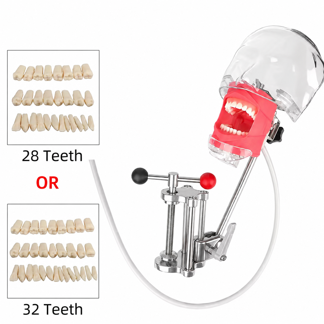 Dental trainer with 28 or 32 teeth options